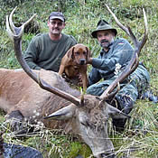 Hirschjagd in Österreich